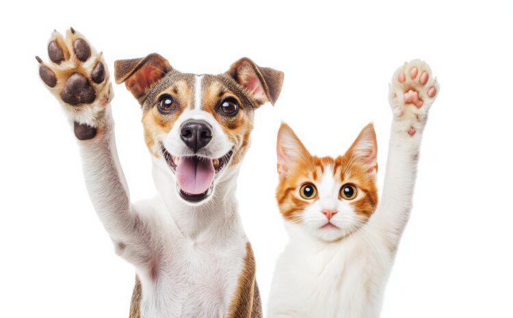  ABC del Seguro de Mascotas en Colombia 🐶